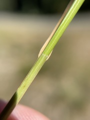 Carex hoodii