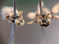 Anthophorula
