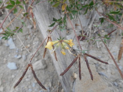 Lotus corniculatus corniculatus