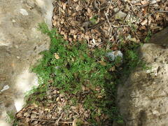 Vicia pubescens