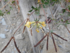 Lotus corniculatus corniculatus