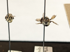 Anthophorula