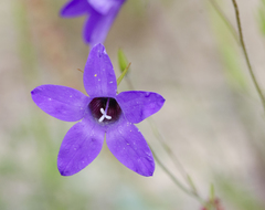 Campanula lusitanica lusitanica