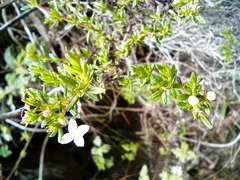 Arcytophyllum thymifolium