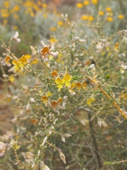 Aspalathus pulicifolia