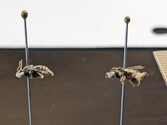 Anthophorula