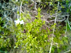 Arcytophyllum thymifolium