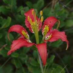 Lilium catesbaei