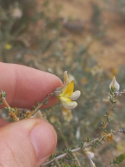 Aspalathus pulicifolia