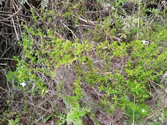 Arcytophyllum thymifolium