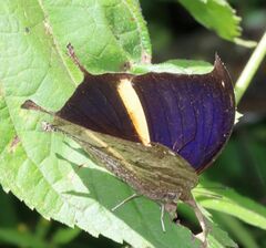 Consul panariste panariste