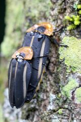 Cratomorphus diaphanus