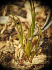 Gagea graeca