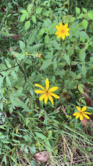 Bidens aristosa
