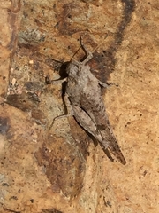 Oedipoda canariensis