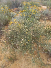 Aspalathus pulicifolia