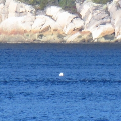 Delphinapterus leucas
