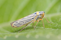 Cicadellini