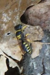 Ectemnius decemmaculatus