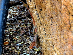 Agama planiceps