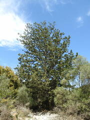 Cupressus sempervirens