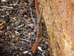 Agama planiceps