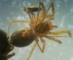 Improphantes complicatus