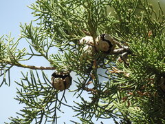 Cupressus sempervirens