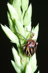Phylloscelis atra