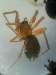 Improphantes complicatus