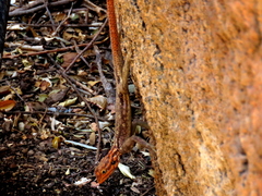 Agama planiceps