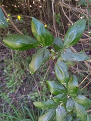 Lardizabala biternata