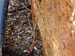 Agama planiceps