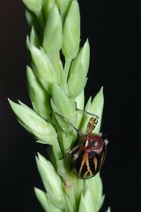Phylloscelis atra