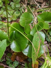 Galax urceolata