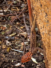 Agama planiceps