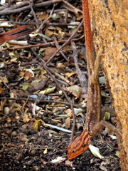 Agama planiceps