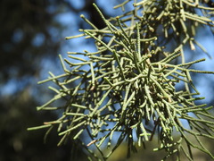 Cupressus sempervirens