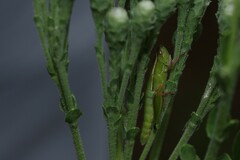 Aptenopedes