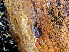 Agama planiceps