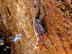 Agama planiceps