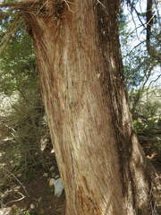 Cupressus sempervirens