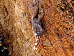 Agama planiceps