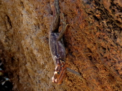 Agama planiceps
