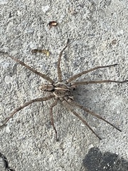 Tigrosa georgicola