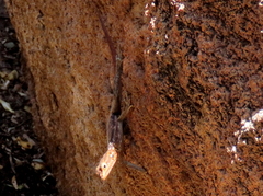 Agama planiceps