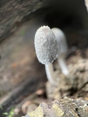 Coprinopsis lagopus
