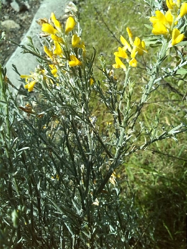 Genista microphylla