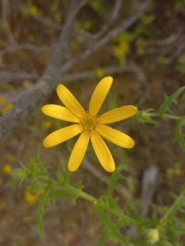Dassie Boneseed (Osteospermum amplectens)