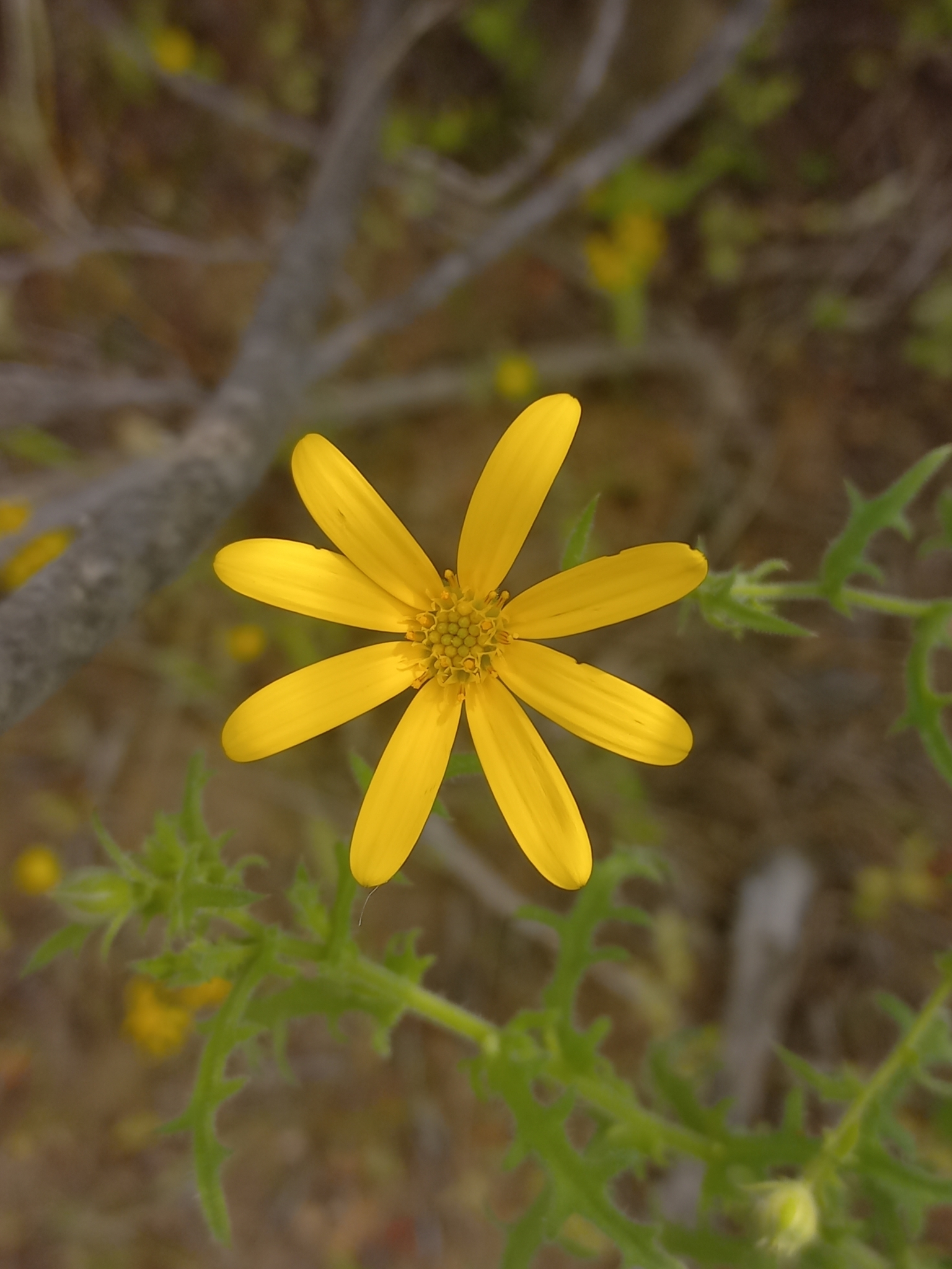 Dassie Boneseed (Osteospermum amplectens)